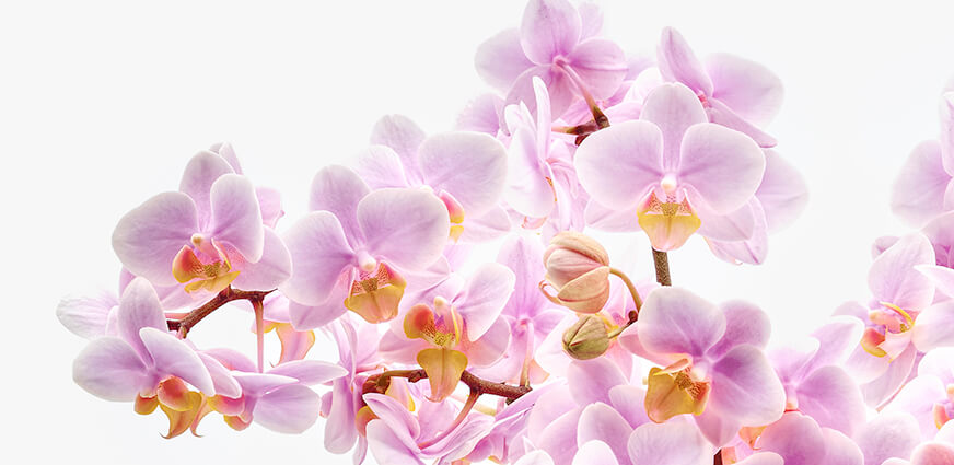 Phalaenopsis orchideeen bestellen
