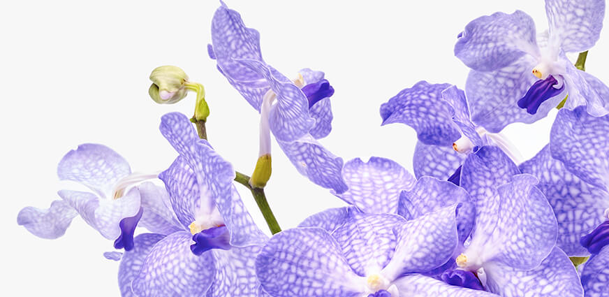 vanda orchideeen bestellen